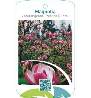 Magnolia xsoulangeana ‘Rustica Rubra’