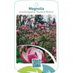 Magnolia xsoulangeana ‘Rustica Rubra’