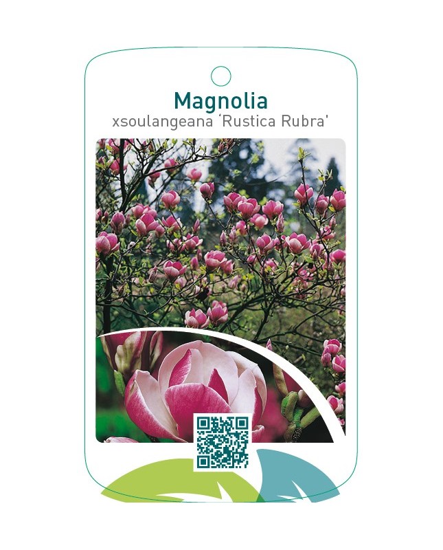 Magnolia xsoulangeana ‘Rustica Rubra’