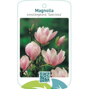 Magnolia xsoulangeana ‘Speciosa’