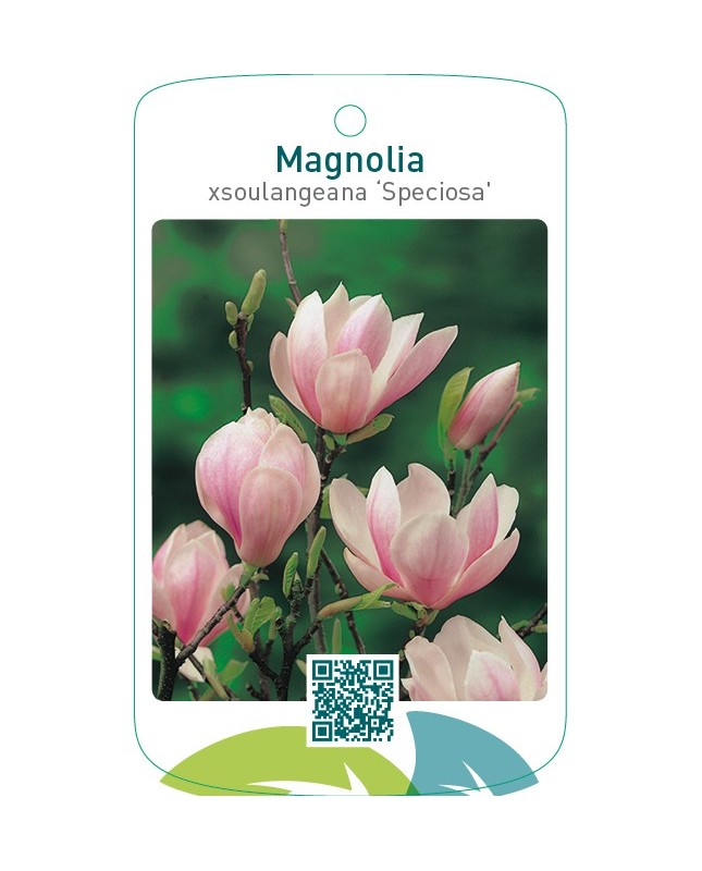 Magnolia xsoulangeana ‘Speciosa’