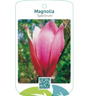 Magnolia ‘Spectrum’