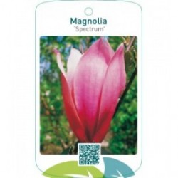Magnolia ‘Spectrum’