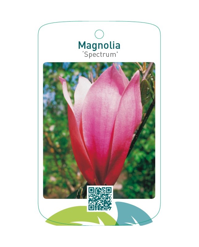Magnolia ‘Spectrum’