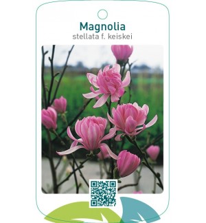 Magnolia stellata f. keiskei