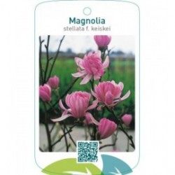 Magnolia stellata f. keiskei