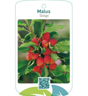Malus ‘Dolgo’