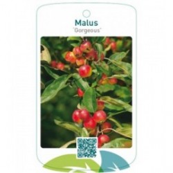 Malus ‘Gorgeous’