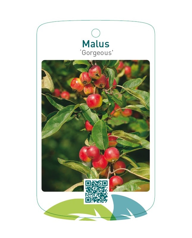 Malus ‘Gorgeous’