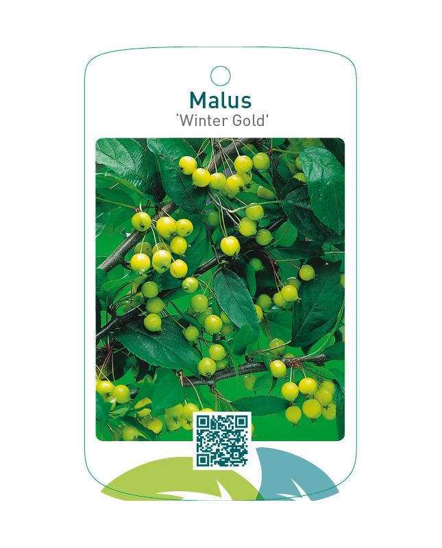 Malus ‘Winter Gold’