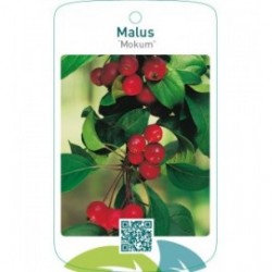 Malus ‘Mokum’