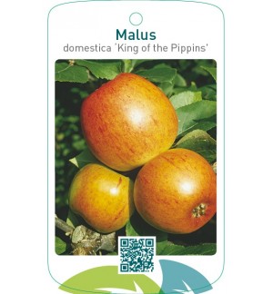 Malus domestica ‘King of the Pippins’