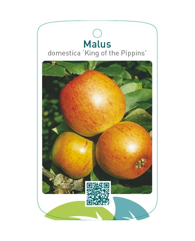 Malus domestica ‘King of the Pippins’