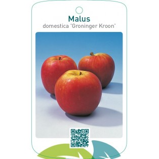 Malus domestica ‘Groninger Kroon’