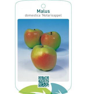 Malus domestica ‘Notarisappel’