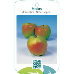 Malus domestica ‘Notarisappel’