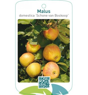 Malus domestica ‘Schone van Boskoop’