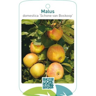 Malus domestica ‘Schone van Boskoop’