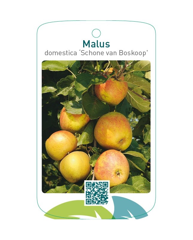 Malus domestica ‘Schone van Boskoop’