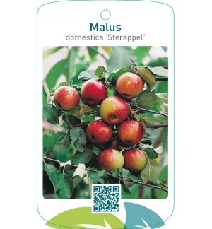 Malus domestica ‘Sterappel’