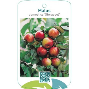 Malus domestica ‘Sterappel’