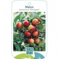 Malus domestica ‘Sterappel’