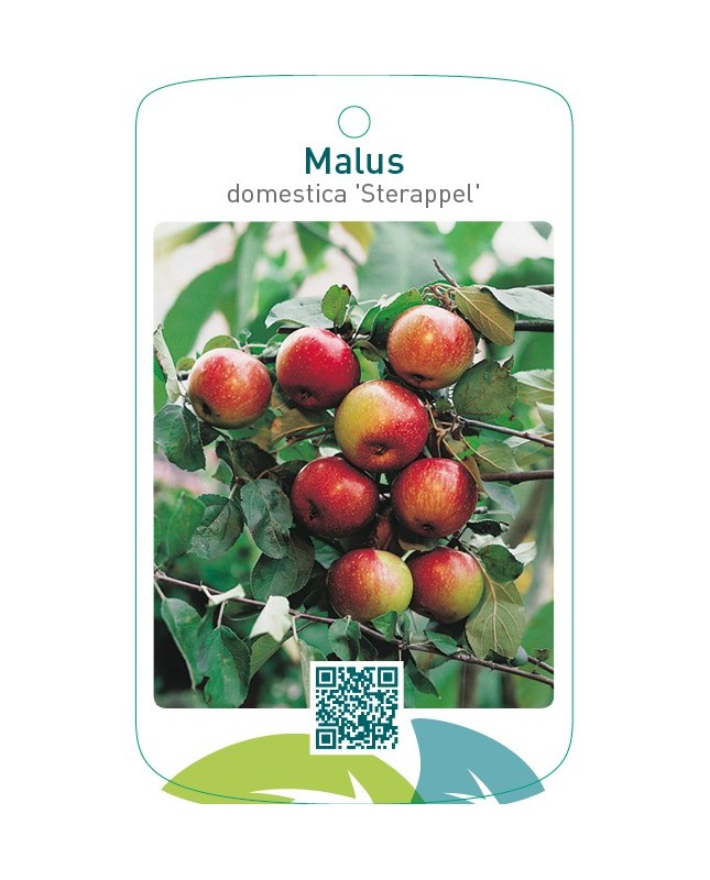 Malus domestica ‘Sterappel’