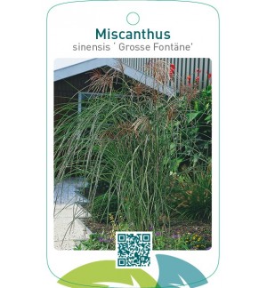 Miscanthus sinensis ‘Grosse Fontäne’