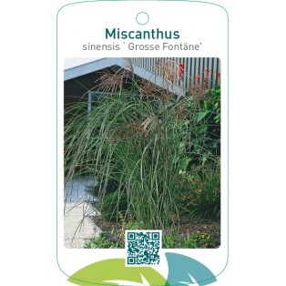 Miscanthus sinensis ‘Grosse Fontäne’