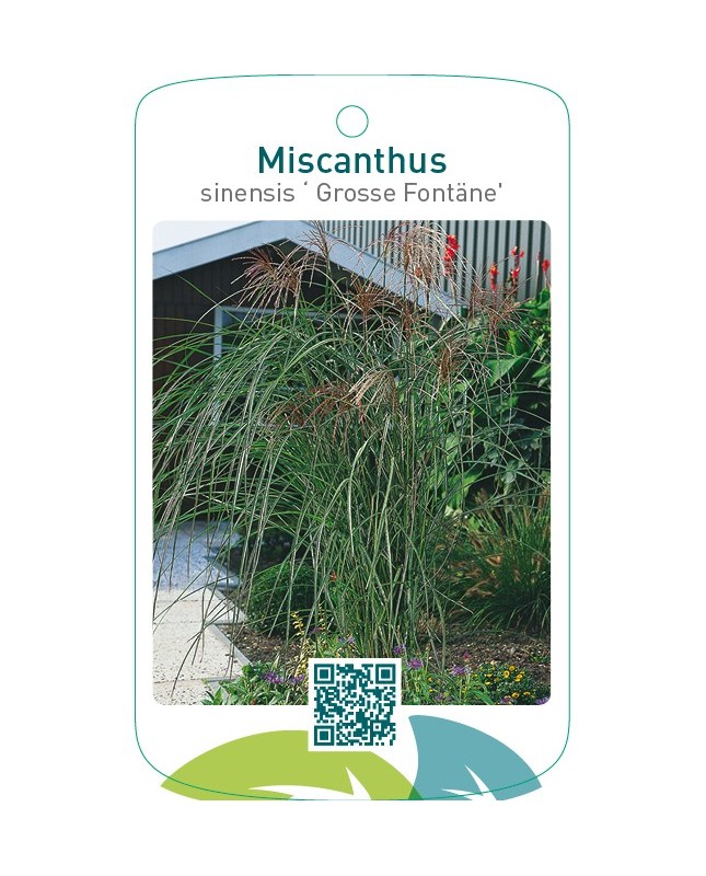 Miscanthus sinensis ‘Grosse Fontäne’
