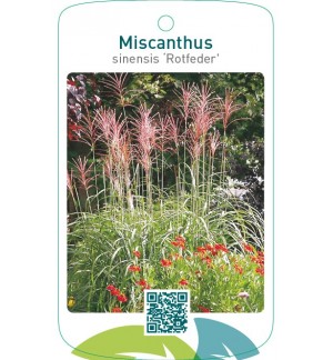 Miscanthus sinensis ‘Rotfeder’
