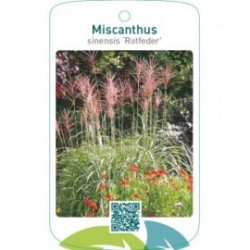 Miscanthus sinensis ‘Rotfeder’