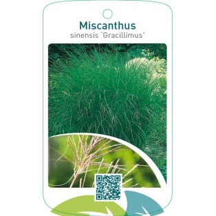 Miscanthus sinensis ‘Gracillimus’