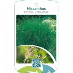Miscanthus sinensis ‘Gracillimus’