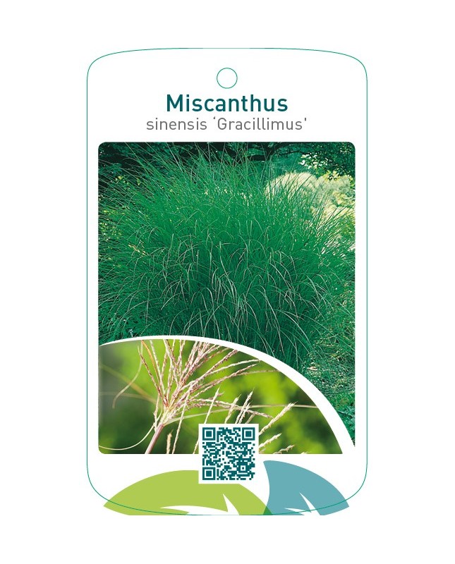 Miscanthus sinensis ‘Gracillimus’