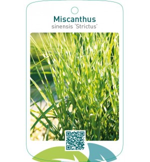 Miscanthus sinensis ‘Strictus’