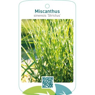 Miscanthus sinensis ‘Strictus’