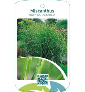 Miscanthus sinensis ‘Zebrinus’