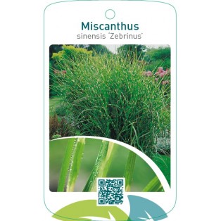Miscanthus sinensis ‘Zebrinus’