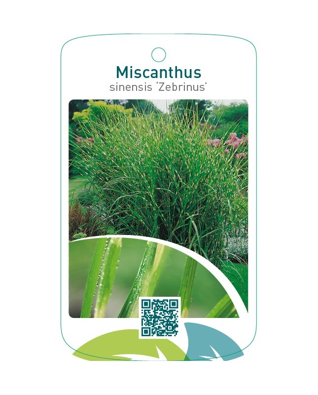 Miscanthus sinensis ‘Zebrinus’