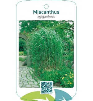 Miscanthus xgiganteus