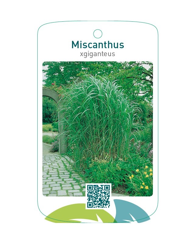 Miscanthus xgiganteus
