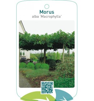 Morus alba ‘Macrophylla’(dakvorm)