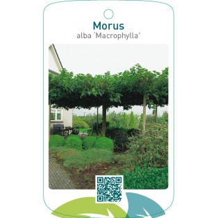 Morus alba ‘Macrophylla’(dakvorm)