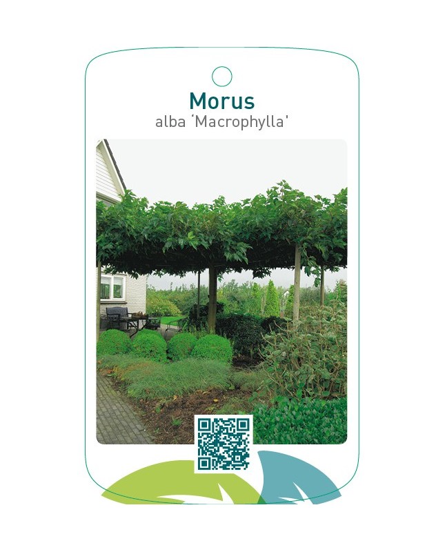 Morus alba ‘Macrophylla’(dakvorm)