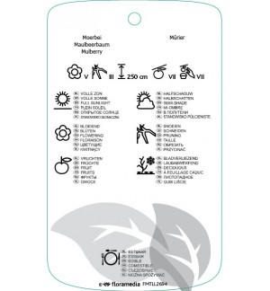 Etichette di Morus alba ‘Macrophylla’(dakvorm) *