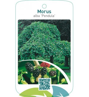 Morus alba ‘Pendula’