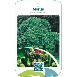 Morus alba ‘Pendula’