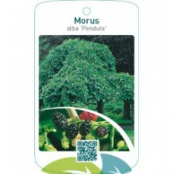 Morus alba ‘Pendula’