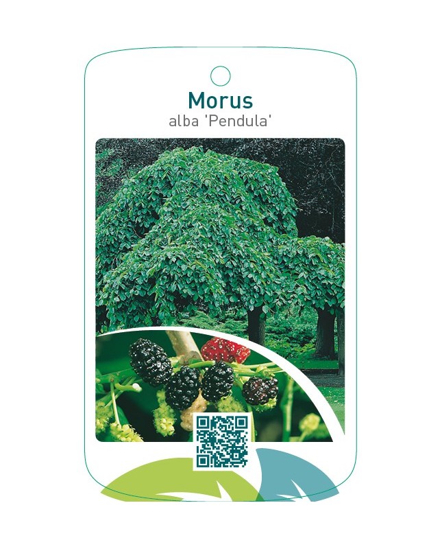 Morus alba ‘Pendula’